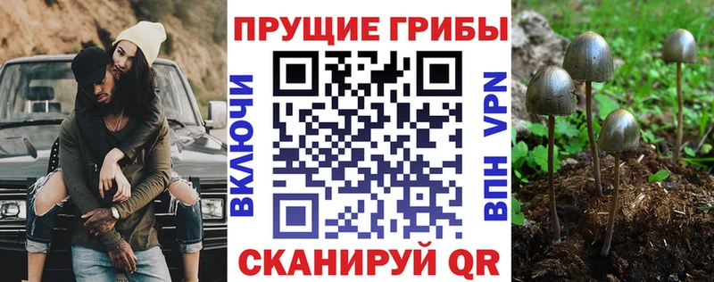 Галлюциногенные грибы Psilocybe  Жирновск 
